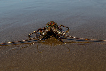 Lobster on beach