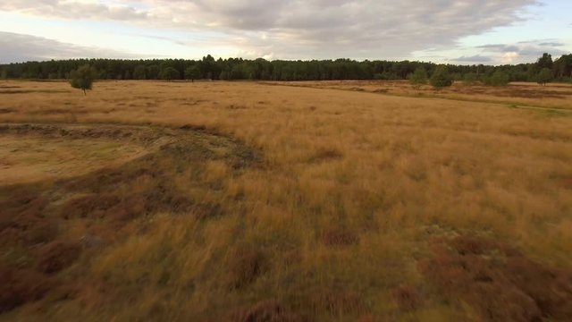 Fly forward towards forest through brown fields, Brandon, UK, aerial