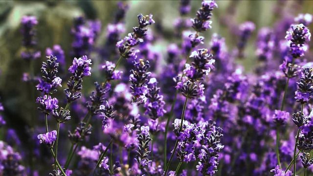 Beautiful Blooming Lavender Flowers swaying in the wind. Nature Background.
