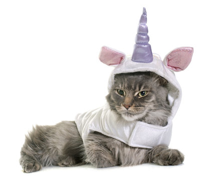 dressed maine coon cat