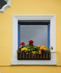 yellow wall flowers
