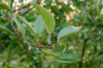 leaves of apple