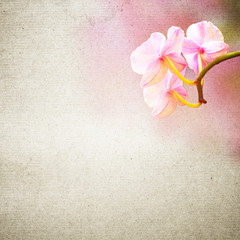 textured old paper background with flower
