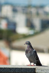  image of city pigeon closeup