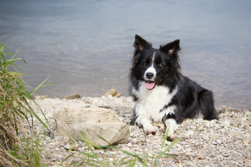 Border Collie am Wasser