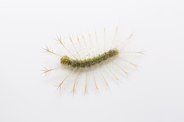 Young Common Archduke caterpillar