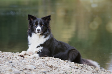 Border Collie am Wasser