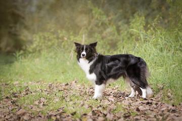 Border Collie Hund im Herbst