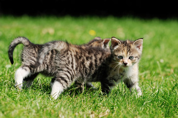 gray kitten running on meadow