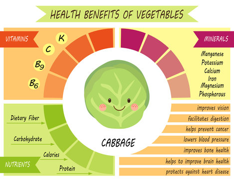 Cute infographic page of Health Benefits of Cabbage  like vitamins, minerals, nutrients