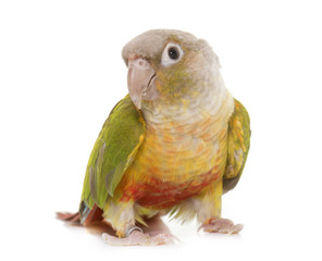Naklejka premium conure in studio