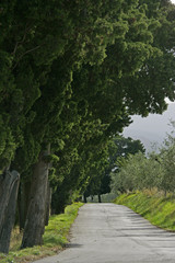 trees n road