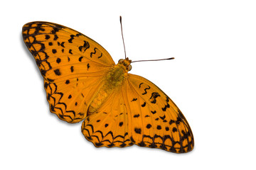 Fototapeta na wymiar Common Leopard butterfly