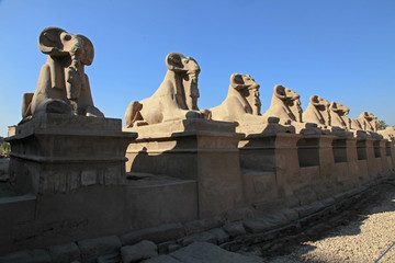 row of rams