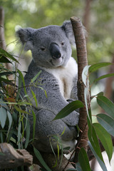 koala bear © danheller