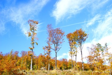 Colorful landscape in fall with forest and blue sky