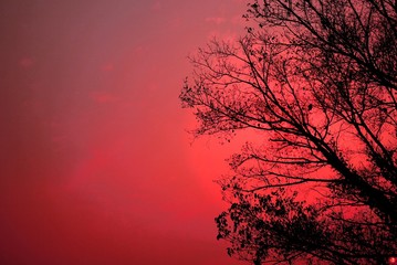 beautiful dry tree branches silhouette at sunset , color filter effect background