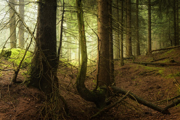 Tief im dunklen Wald, unheimlicher wilder Fichtenwald im Nebel, Wildnis