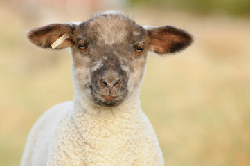 lamb standing on pasture