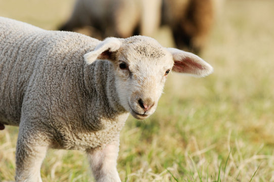 lamb standing on pasture