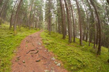 walking into the forest long a path in a cloudy day. No people around