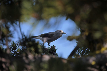 bird in tree