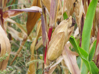 autumnal view on a corn field