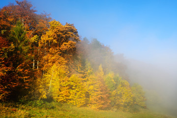 Fototapeta premium Farbenprächtiger Wald im Herbst an der Nebelgrenze unter blauem Himmel 