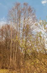 Obraz premium Spring forest on a sunny day