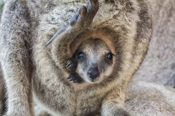 Foto op Plexiglas The baby kangaroo © Guille