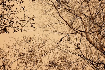beautiful dry tree branches silhouette at sunset orange sky , color filter effect background