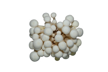 shimeji mushrooms white varieties isolated on white background