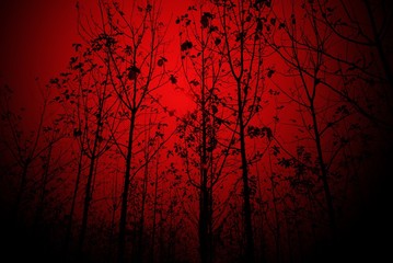 beautiful dry tree branches silhouette at sunset red sky , color filter effect for halloween background