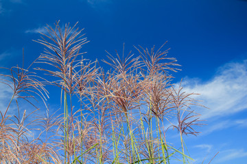 the silver grass dancing with clouds / A view of the silver grass dancing with clouds in groups when it flutters in the wind