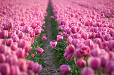 Pink tulips field near Amsterdam, Holland
