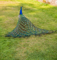 Obraz premium Male peacock displaying his plumage at Scone Plaace, Pethshire, Scotland, UK