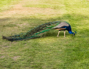 Naklejka premium Male peacock displaying his plumage at Scone Plaace, Pethshire, Scotland, UK