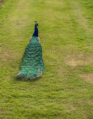 Male peacock displaying his plumage at Scone Plaace, Pethshire, Scotland, UK