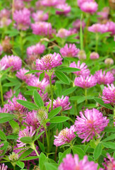 Pink clover flowers