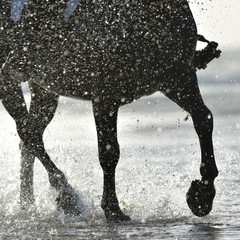 Horse clog in water splash