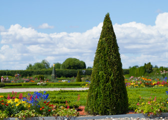 Beautiful cone tree