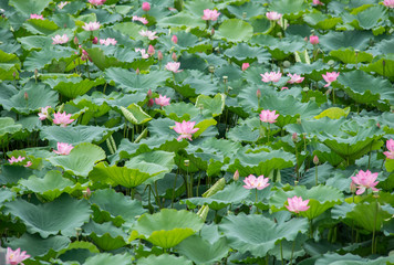 blooming lotus flower