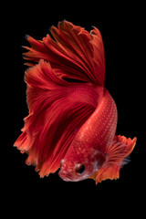 Capture the moving moment of fighting fish isolated on black bac