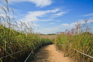 the silver grass & reeds in the field / A view of the silver grass & reeds in the field 