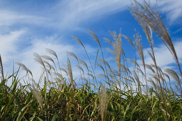 the reeds dancing in groups / A view of the reeds dancing in groups when it flutters in the wind 