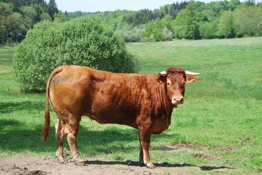 vache limousine