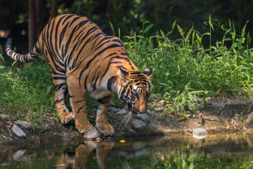 Fototapeta na wymiar Bengal tiger near a waterhole at Sunderban tiger reserve.