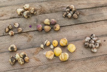 Bulbs  on a wooden table