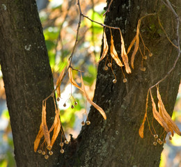 image of autumn trees in the park closeup