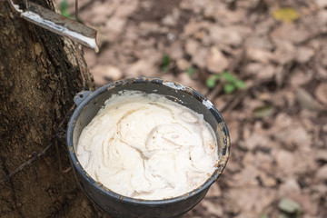 Raw rubber in plastic cup on rubber plantation